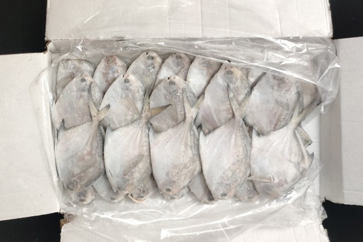 白鲳鱼 7条/斤 1箱包配送